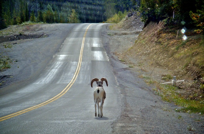 Big Horn Sheep